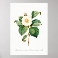 Ilustracion botánico de camellia japonesa vintage