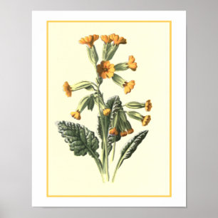 Póster Ilustracion botánico de "Cowslip"