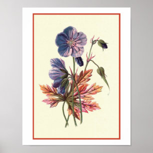 Póster "Ilustracion botánico de Cranesbill del prado"