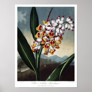 Póster Ilustracion botánico de época