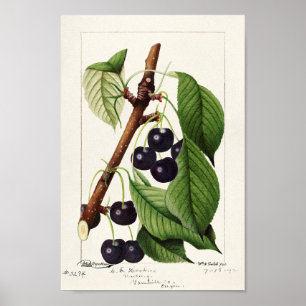 Póster Ilustracion botánico de época