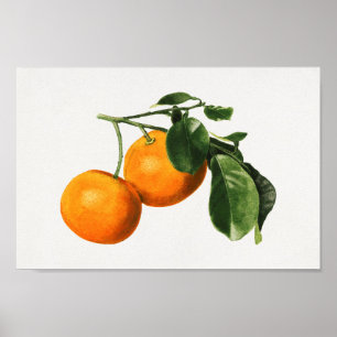 Póster Ilustracion botánico de época