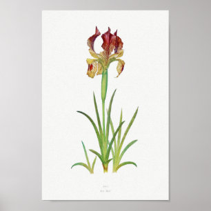 Póster Ilustracion botánico de época