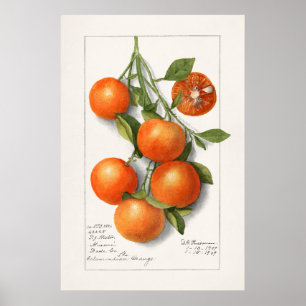 Póster Ilustracion botánico de época