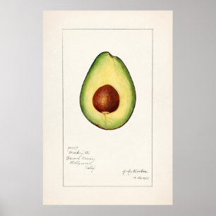 Póster Ilustracion botánico de época
