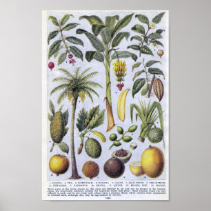 Póster Ilustracion botánico de época