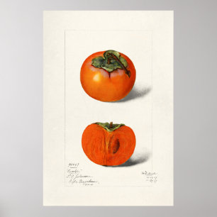 Póster Ilustracion botánico de época