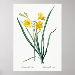 Póster Ilustracion botánico de época