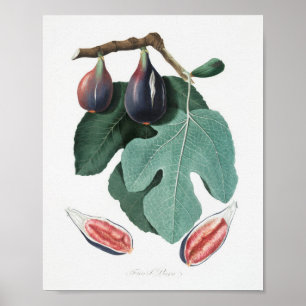 Póster Ilustracion botánico de época