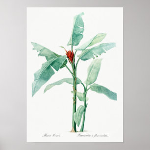 Póster Ilustracion botánico de época
