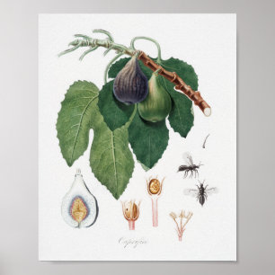 Póster Ilustracion botánico de época