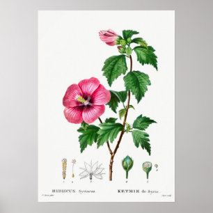 Póster Ilustracion botánico de época