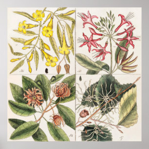 Póster Ilustracion botánico de época