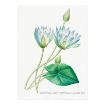 Ilustracion botánico de flor azul pálido Lotus
