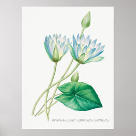 Póster Ilustracion botánico de flor azul pálido Lotus