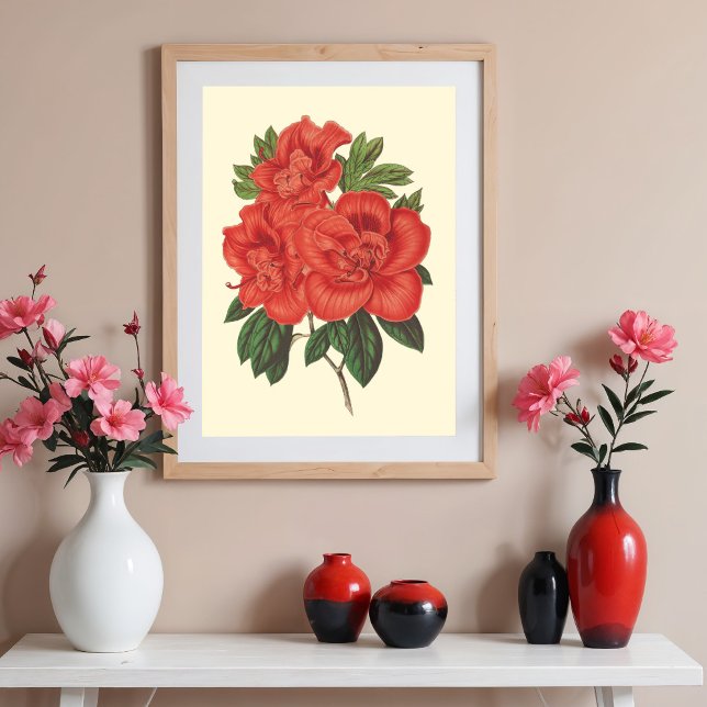 Póster Ilustracion botánico de la Azalea Roja (Subido por el creador)