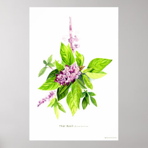 Póster Ilustracion botánico de la base tailandesa