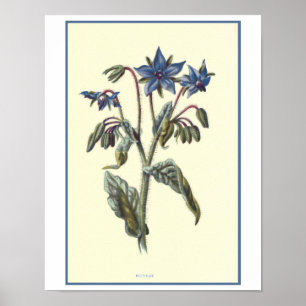 Póster Ilustracion botánico de la "borraja"