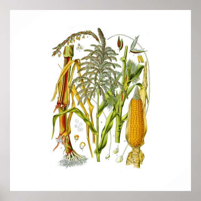 Póster Ilustracion botánico de la planta de maíz (Frente)