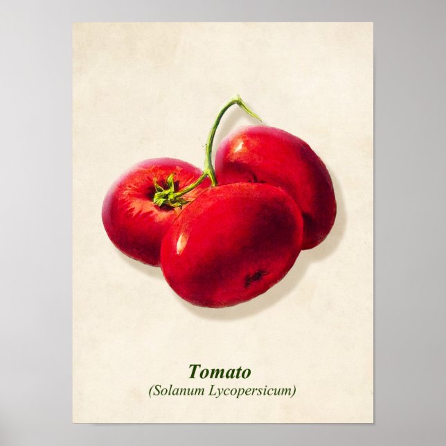 Póster Ilustracion Botánico de Vintage, Tomates (Frente)