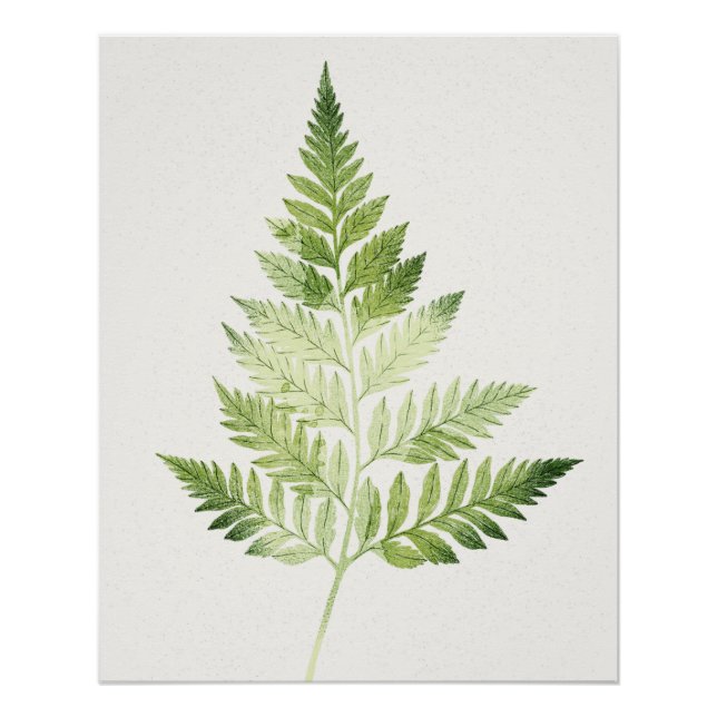 Póster Ilustracion botánico del Fern Verde minimalista (Anverso)