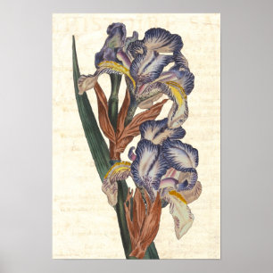 Póster Ilustracion botánico del siglo XIX de Curtis del