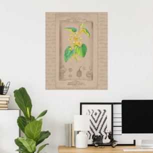Póster ilustracion botánico francés 24X30