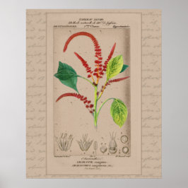 Póster ilustracion botánico francés 24X30 Amaranthus