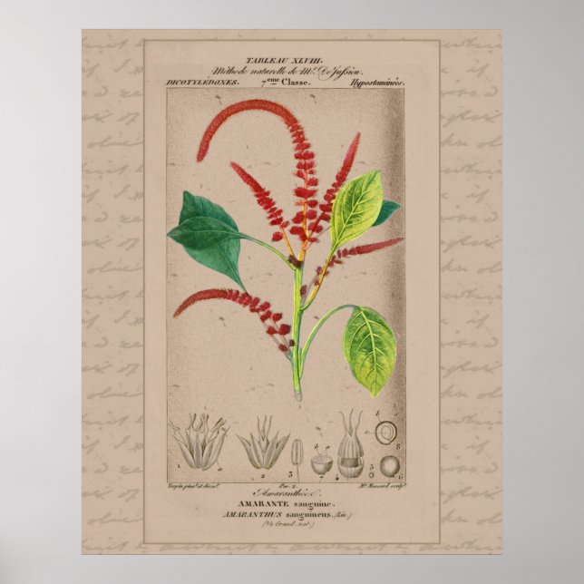 Póster ilustracion botánico francés 24X30 Amaranthus (Frente)