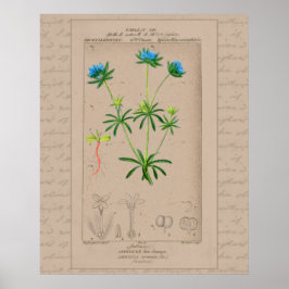 Póster ilustracion botánico francés 24X30 Blue Woodruff