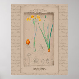 Póster ilustracion botánico francés Daffodil 24X30