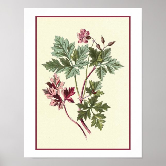 Póster ilustracion botánico "Herb Robert" (Frente)