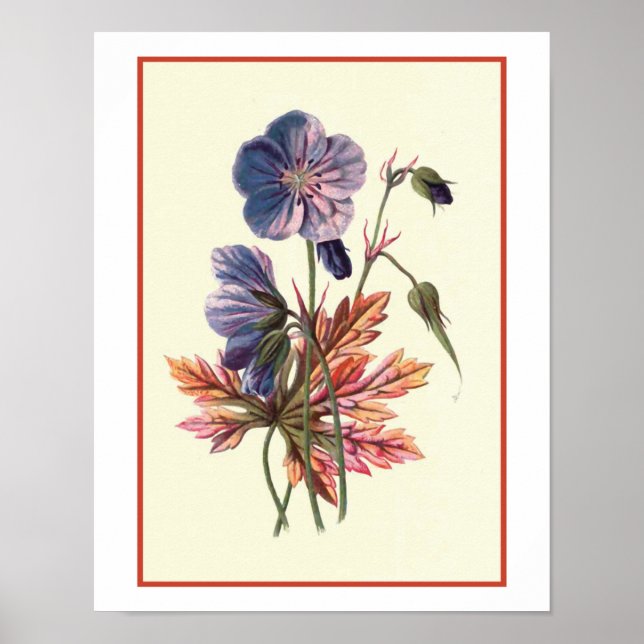 Póster ilustracion botánico "Meadow Cranesbill" (Frente)