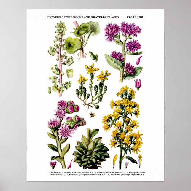 Póster Ilustracion botánico n° 12 Flores silvestres ingle (Frente)
