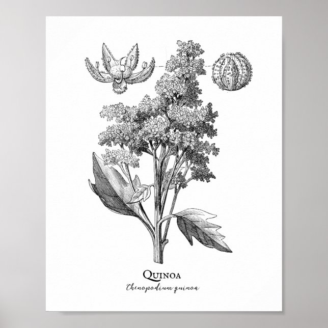 Póster Ilustracion botánico Quinoa Vintage (Frente)