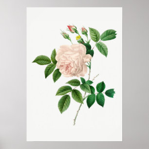 Póster Ilustracion botánico rosa rosa pálido (sin texto)