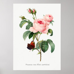 Póster Ilustracion botánico rosa y mariposa