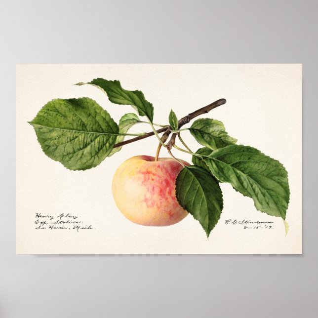 Póster Ilustracion botánico vintage (Frente)