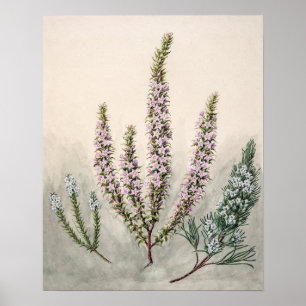 Póster Ilustracion botánico vintage