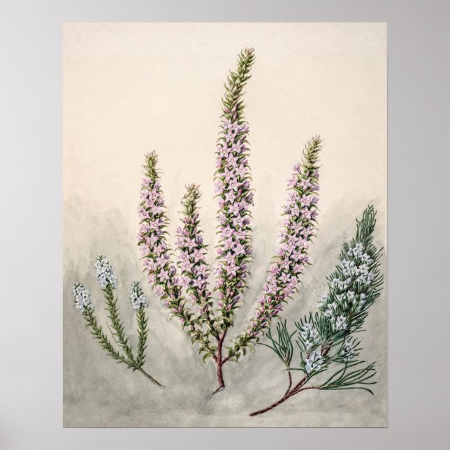 Póster Ilustracion botánico vintage (Frente)