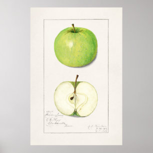 Póster Ilustracion botánico vintage