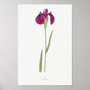 Póster Ilustracion botánico vintage