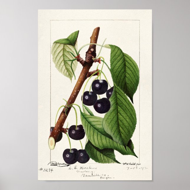 Póster Ilustracion botánico vintage (Frente)