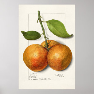 Póster Ilustracion botánico vintage