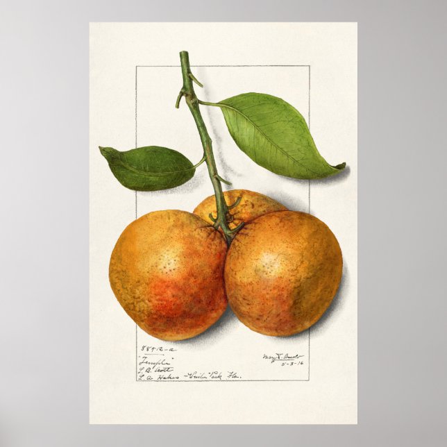 Póster Ilustracion botánico vintage (Frente)