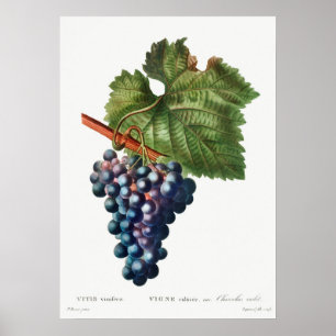 Póster Ilustracion botánico vintage