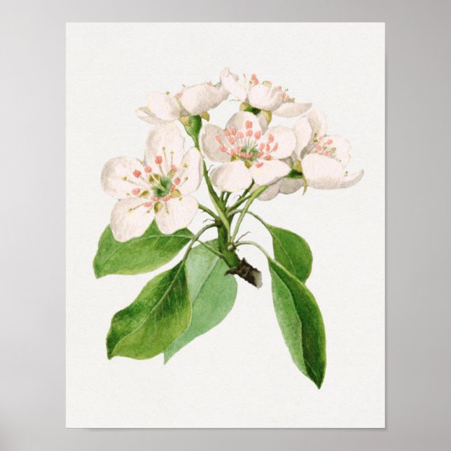 Póster Ilustracion botánico vintage (Frente)