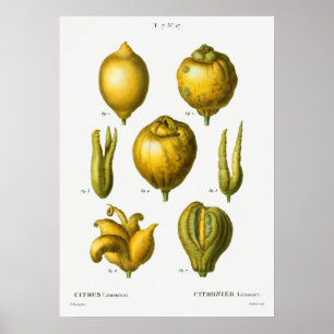 Póster Ilustracion botánico vintage