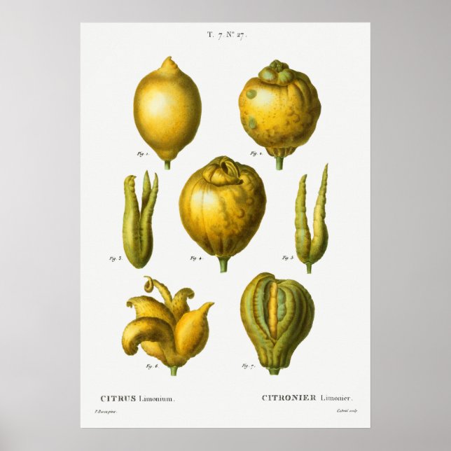 Póster Ilustracion botánico vintage (Frente)