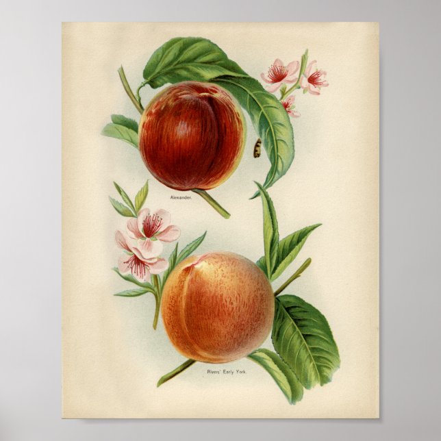 Póster Ilustracion botánico vintage (Frente)